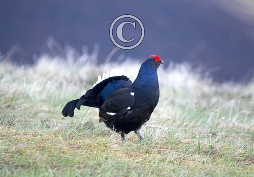 Black Grouse DM0999